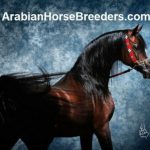 arabian horse breeders.com logo